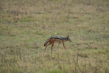Black-Backed Jackal in the Grasslands – Ngorongoro Crater, Tanzania