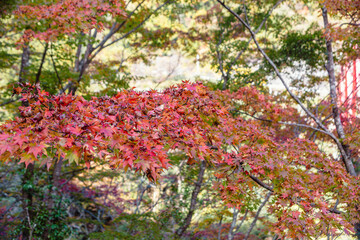 神奈川登山橋　紅葉風景　紅葉　もみじ