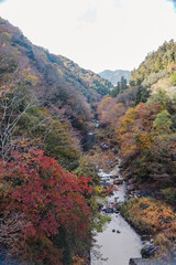 神奈川登山橋　紅葉風景　紅葉　もみじ