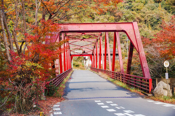 神奈川登山橋　紅葉風景　紅葉　もみじ