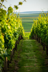 Obraz premium Agriculture fields with crop and vineyards at summer.