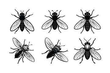 Housefly (Musca domestica) insect silhouette design, labeled linocut vector illustration.