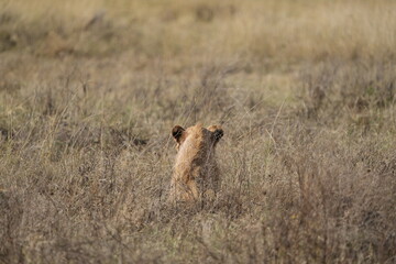 young lion in the savannah watching gazelle in front of him, Ngorongoro crater, lion hunting, poetic, Tanzania, safari