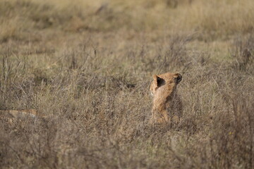 young lion in the savannah watching gazelle in front of him, Ngorongoro crater, lion hunting, poetic, Tanzania, safari