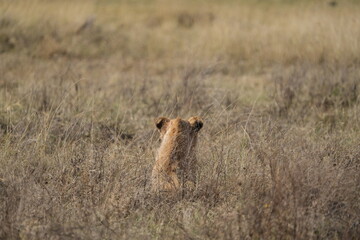 young lion in the savannah watching gazelle in front of him, Ngorongoro crater, lion hunting, poetic, Tanzania, safari