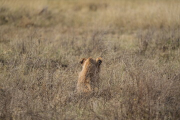 young lion in the savannah watching gazelle in front of him, Ngorongoro crater, lion hunting, poetic, Tanzania, safari