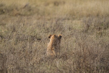 young lion in the savannah watching gazelle in front of him, Ngorongoro crater, lion hunting, poetic, Tanzania, safari
