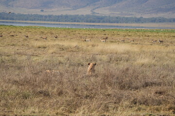 young lion in the savannah watching gazelle in front of him, Ngorongoro crater, lion hunting, poetic, Tanzania, safari