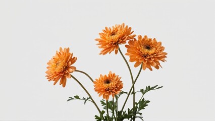 Naklejka premium Four orange chrysanthemum flowers on stems against white background
