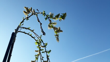 Blooming leaves on the Iwa willows under the blue sky