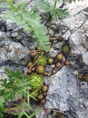 Wild flowers growing on rocks