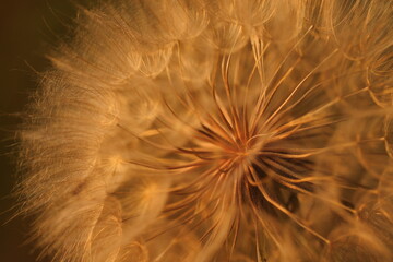 fiori i dente di leone in estate