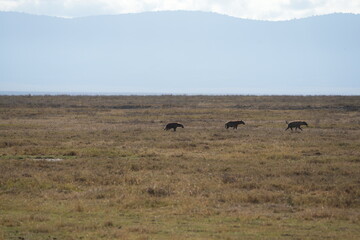 Three Hyenas Roaming the Plains of Ngorongoro Crater, Tanzania – African Wildlife Safari Scene