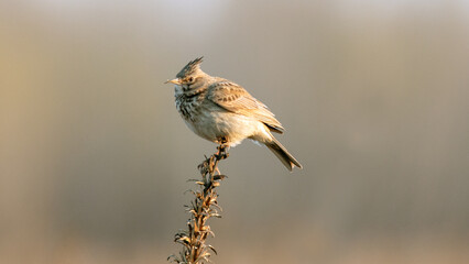crested lark sits on a dry grass stalk
