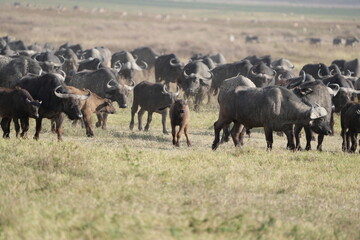 Fototapeta premium herd of buffalo traveling over the savannah of the ngorongoro crater in Tanzania