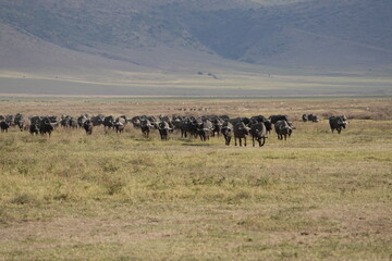 herd of buffalo traveling over the savannah of the ngorongoro crater in Tanzania