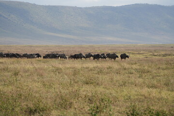 herd of buffalo traveling over the savannah of the ngorongoro crater in Tanzania