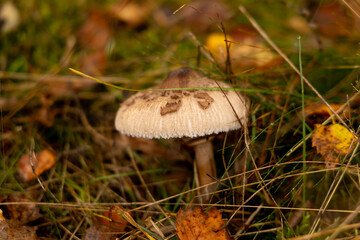 mushroom in the forest