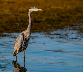 Great blue heron standing in water with its neck stretched up almost straight, Chickamauga Lake, Harrison Bay State Park, Tennessee