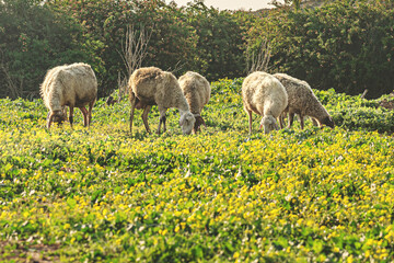 Obraz premium grazing sheeps in the spring meadow