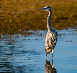 Great blue heron in early morning light turning its head towards the sun while standing in in a blue lake