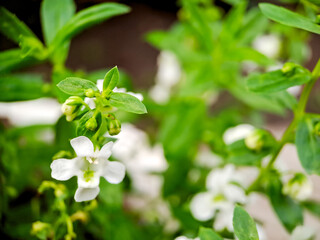 photograph showcasing the delicate beauty of Angelonia angustifolia, commonly known as narrowleaf angelon or willowleaf angelon. The image focuses on a vibrant green stem adorned with lanceolate