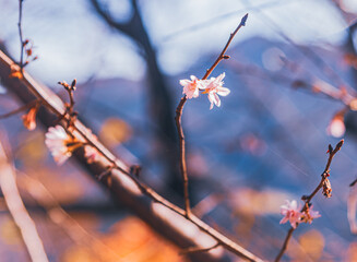 城峯公園　冬桜　寒桜　さくら