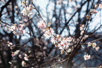 城峯公園　冬桜　寒桜　さくら
