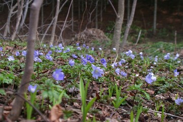 北海道の原野に咲く青色一輪草