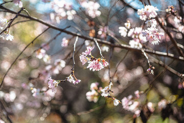 城峯公園　冬桜　寒桜　さくら