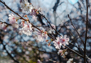 城峯公園　冬桜　寒桜　さくら