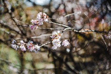 城峯公園　冬桜　寒桜　さくら