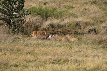 pride of  lions sharing a kill (zebra) in the Ngorongoro crater in Tanzania