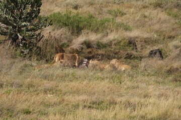 pride of  lions sharing a kill (zebra) in the Ngorongoro crater in Tanzania