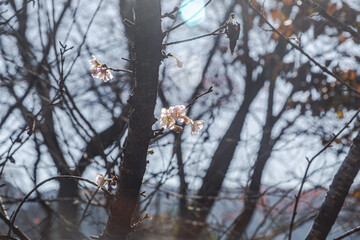 城峯公園　冬桜　寒桜　さくら