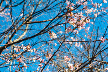 城峯公園　冬桜　寒桜　さくら