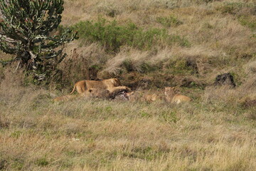 Naklejka premium pride of lions sharing a kill (zebra) in the Ngorongoro crater in Tanzania