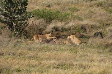 pride of  lions sharing a kill (zebra) in the Ngorongoro crater in Tanzania