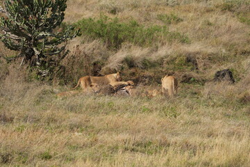 pride of  lions sharing a kill (zebra) in the Ngorongoro crater in Tanzania