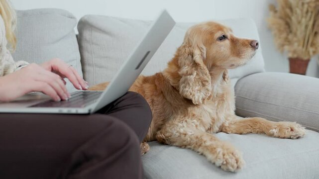 Cute Ginger Dog English Cocker Spaniel Is Lying In Room On Couch Near Owner. Close Up of Female Hands Using Laptop Keyboard