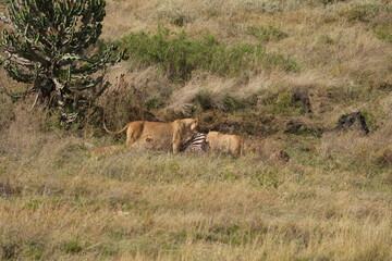 pride of  lions sharing a kill (zebra) in the Ngorongoro crater in Tanzania