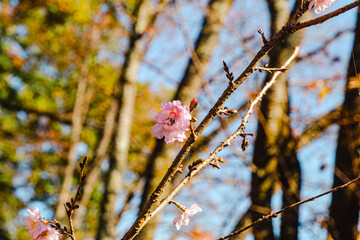 城峯公園　冬桜　寒桜　さくら