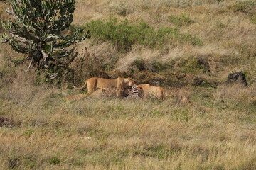 pride of  lions sharing a kill (zebra) in the Ngorongoro crater in Tanzania