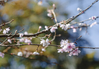 城峯公園　冬桜　寒桜　さくら