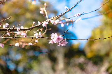 城峯公園　冬桜　寒桜　さくら
