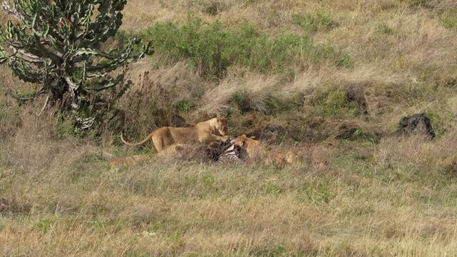 pride of  lions sharing a kill (zebra) in the Ngorongoro crater in Tanzania