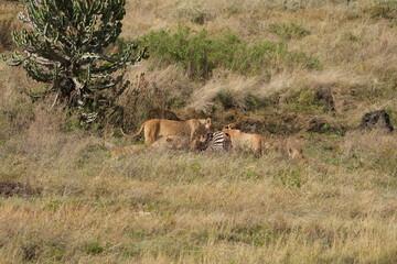 pride of  lions sharing a kill (zebra) in the Ngorongoro crater in Tanzania