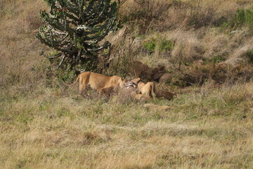 pride of  lions sharing a kill (zebra) in the Ngorongoro crater in Tanzania