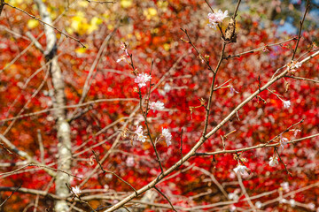 城峯公園　冬桜　寒桜　さくら