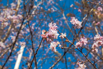 城峯公園　冬桜　寒桜　さくら